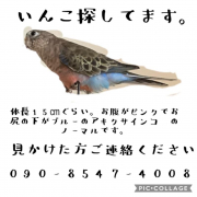 鳥の迷子情報 迷子 名古屋市昭和区でアキクサインコが迷子になりました とりっち インコなど鳥の日本最大級sns