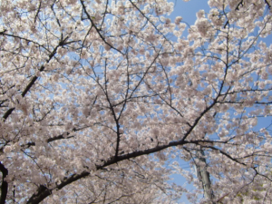 見上げると桜！