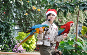 やっぱり大好き、コンゴウインコ