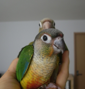 もうすっかり一人前！エラそう（笑）