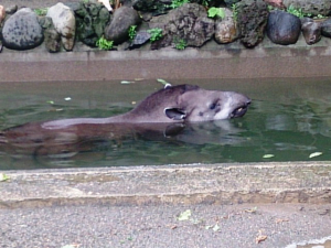 行水中のアメリカバク