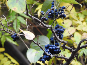 何かの鳥がこの実を一所懸命食べていました