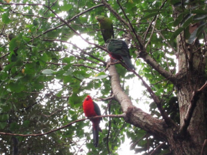 キンショウジョウインコとミカヅキインコ