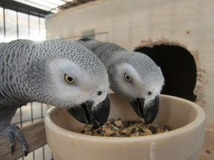 最近、双子の様なヨウムペアです