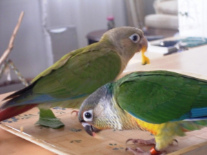 カボチャも大好き〜！