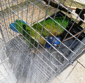 アケボノインコの過激な水浴び