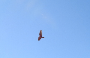 空飛ぶモモ！