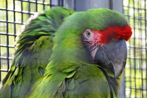 ヒワコンゴウインコ