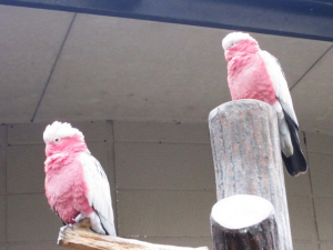 モモイロインコ。うちの仔達の方が可愛い？