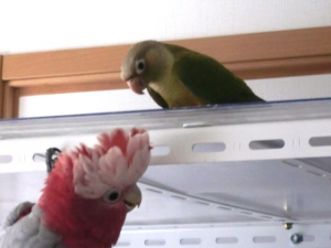 モモの興奮ぶりと新顔の冷静ぶりが（笑）