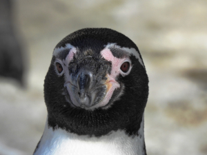 ペンギンって点目なんや〜