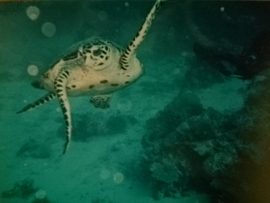 海亀も迫ってくるしー