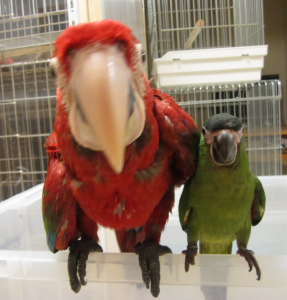 最大と最少のコンゴウインコ