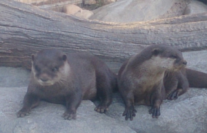 カワウソ。結構可愛いお顔です。