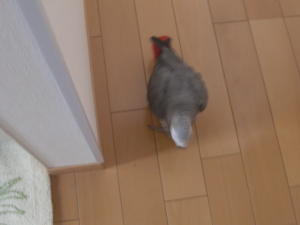今のうちに脱走してやる〜！