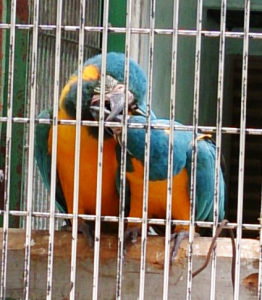 いちゃいちゃしてるアオキコンゴウインコ