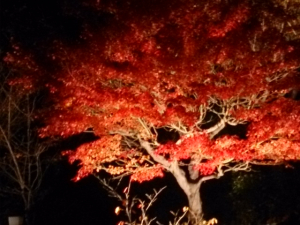 今夜仕事帰りに寄った温泉の駐車場で。