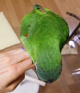 ドリーもハゲてません！