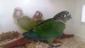 もう、立派なウロコインコですヽ(^o^)丿