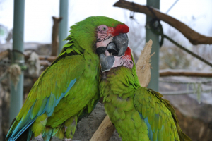 仲良しヒワコンゴウインコ。