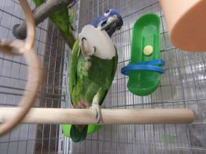 カジカジ、バリバリ…。