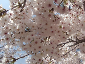 目の前も桜！