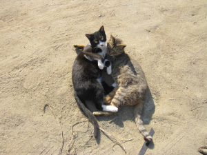 抱き合って日向ぼっこ中の猫…