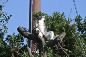 ワオキツネザルどうぶつ王国で