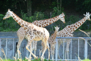 マオ、トリノ、メイチャン、オグラサン家族