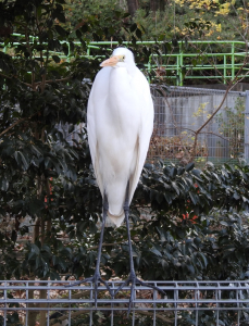 外野のくせに、かなり偉そう