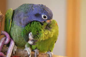 アケボノ♂とコミドリ♀ペアです