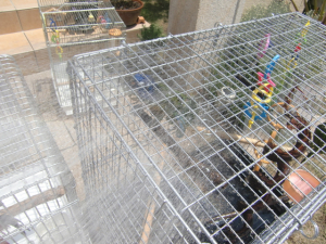果敢に水に向かっているアケボノインコ