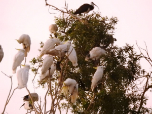 良く見ると色んな鳥も