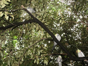 オカメインコ達