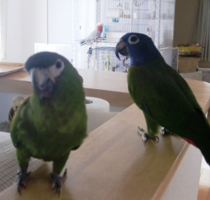 いやいや、カボチャよりリンゴがええねん。