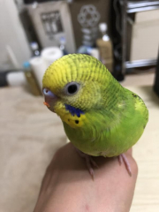高速カミカミ