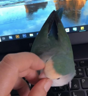 頭をかいてほしくて押しつけてきます。PCの上でよくうとうとします。