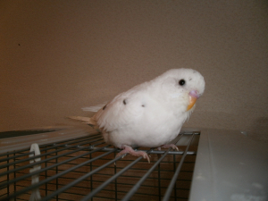 ハルクインのハル