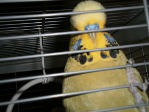 かぼちゃんに似ています。