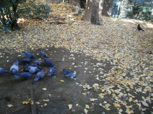 カラスの好物は麻の実です。