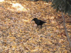 カラスも気付き、近付いてきます。