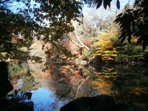 では、水面に映る紅葉をお楽しみください。