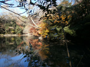 普段は、ここに水鳥が居るのですが。。。