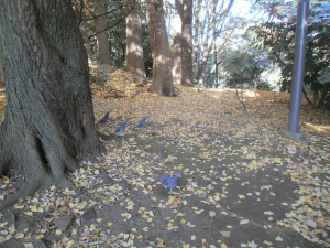 私に気付くと、寄って来ます。