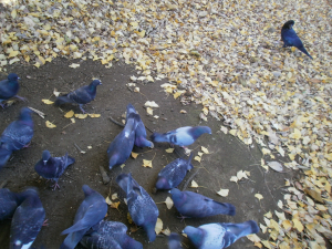 カラスは徐々に距離を詰めてきます。