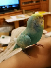 細くなって具合悪そうなとき
