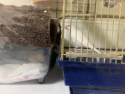 おからちゃんがとても交流したがっていました。見かけて瞬間にダンスしていました笑