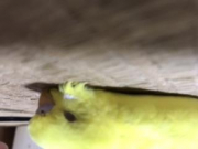 きれいな黄色です