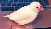 いまはもう少し尾羽が長いです
