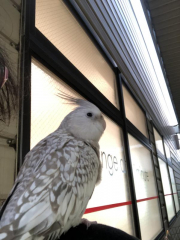 この頃は飛ばないように羽を切ってあります